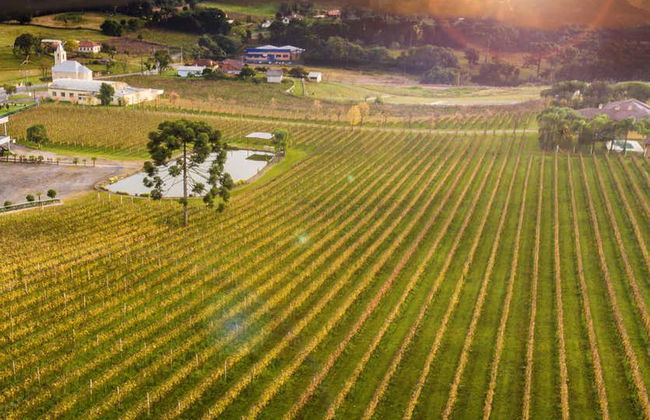 Vale dos Vinhedos Wine Tour - Photo 8