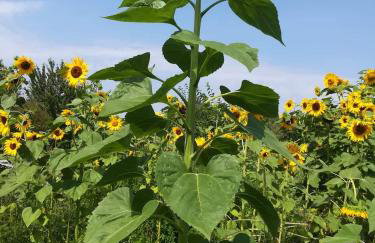 Ruralna kuća za odmor Pozojova hiža - Rural Holiday House - Foto 37