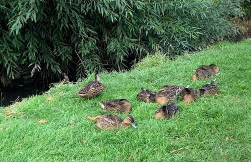 Beautiful grade 2 listed cotswold Stone Cottage - Foto 49