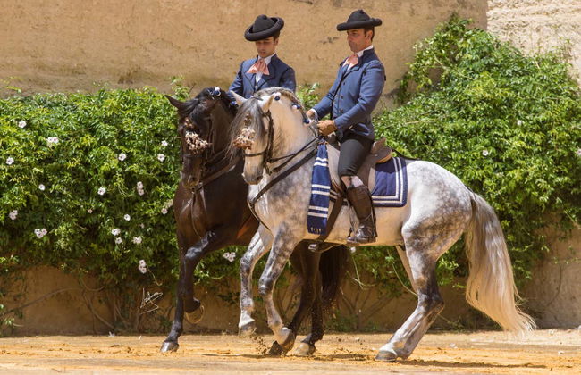Yeguada de la Cartuja Stud Farm Tour - Foto 2