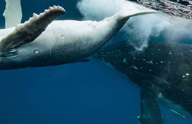 Avvistamento di balene a Puerto Vallarta - Foto 6