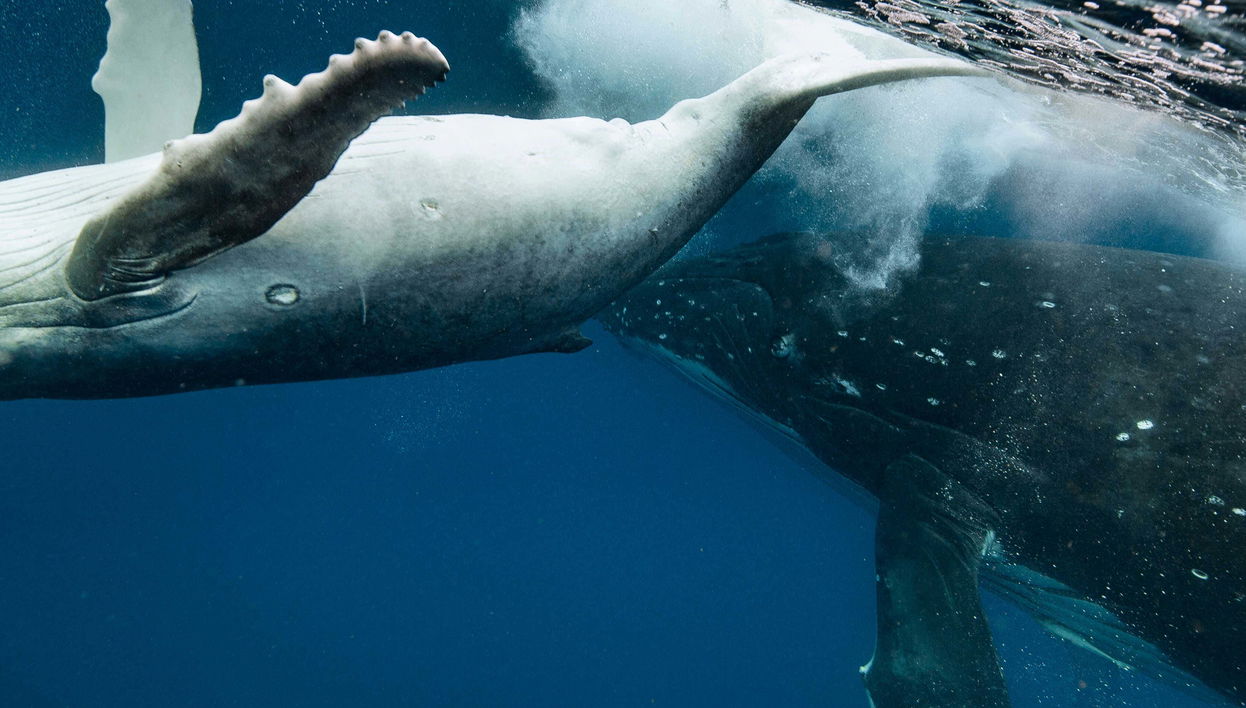 Whale Watching in Puerto Vallarta