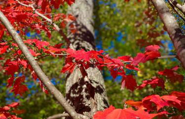 The Blue Lotus - Foto 18