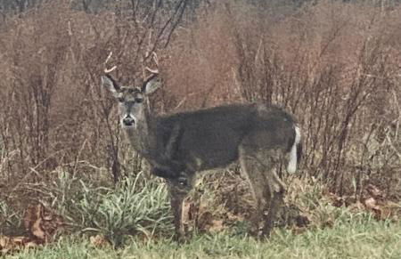 Butterfly Ridge Cabin - At the Top of the Canyon - Foto 9