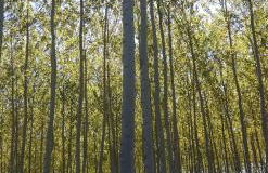 Cueva El Cortijo Gachas - Photo 92