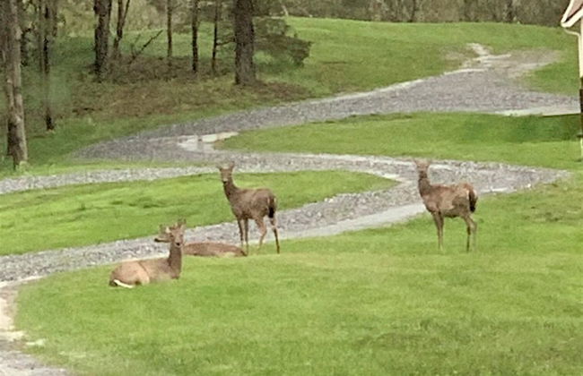 Deerfield Cottage - Foto 18