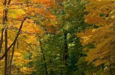 Knotty but Nice-sleeps 6-one minute to lake! - Foto 8