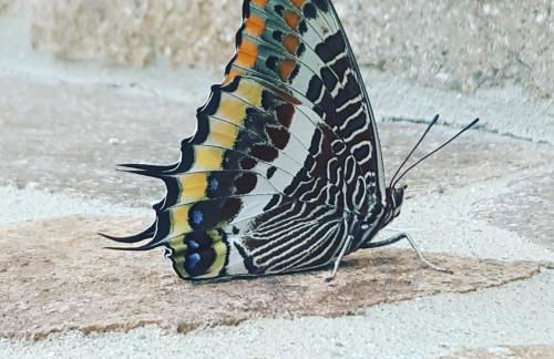 Rifugio della Pace Piano terra e Primo Piano - Photo 79