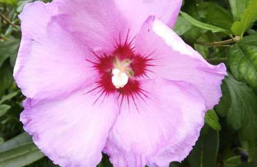 La maison bleue, entre terre et mer - Foto 13