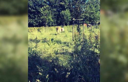 Gemütliche Wohnung Rothaarsteig Ski Sauna Ruhrtal Green Hill - Foto 7