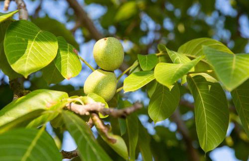 Uliveto Apartment - Foto 43