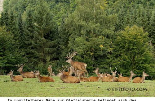 Ferienwohnung Gross A - Foto 28