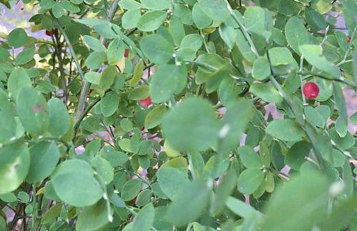 30 Peaceful Acres - Foto 46