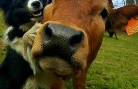 Corral de Bartolo - Foto 17