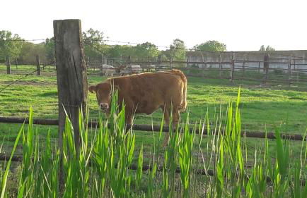 Il Melograno - Foto 37