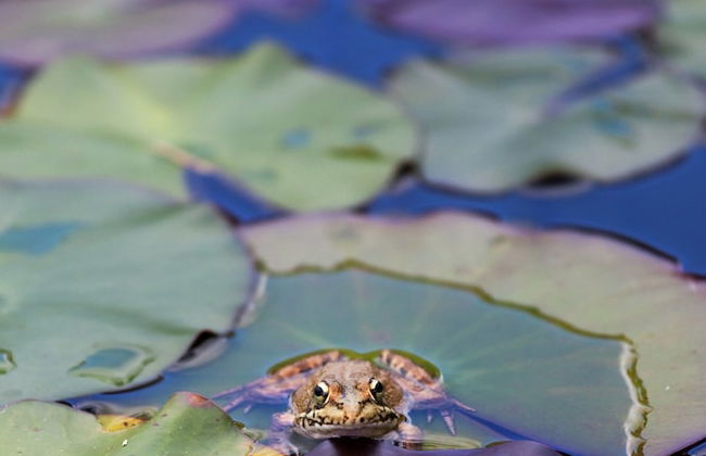 Luxurious Villa in Monchique With Private Pool - Photo 48