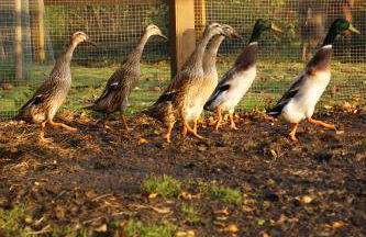 Ferienhof Schulz - Foto 12