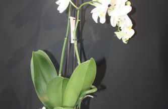 Penthouse Seaside - Foto 22