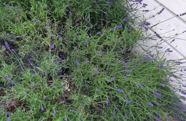 POKOJE RODIS - Foto 7