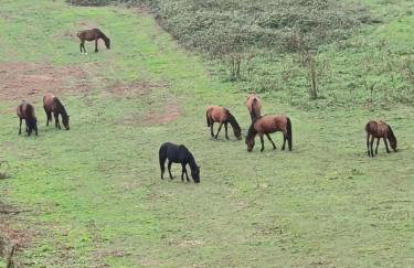 Quinta do Fortunato-Casa dos Caseiros-Minho, Viana do Castelo, Meixedo-Turismo rural - Photo 17