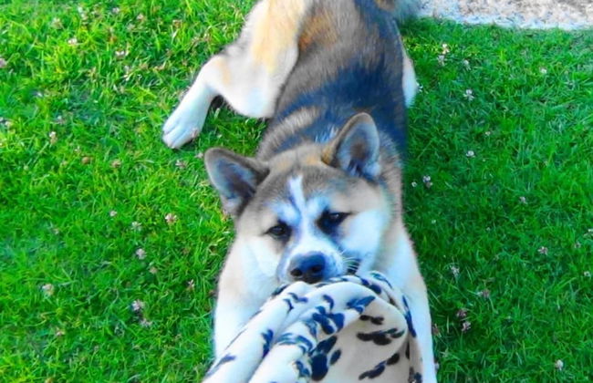 Fattoria Pianetti - Photo 45