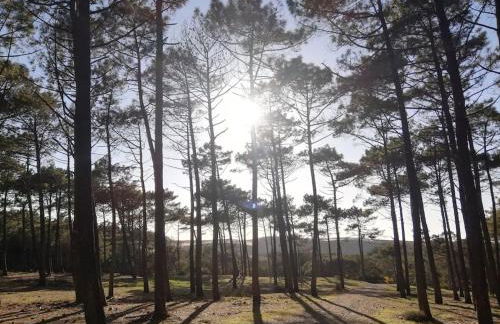 Chez Céline Sous les Pins, de 1 à 8 personnes, Piscine, Océan, Lac, Vélos - Foto 34