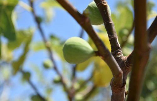 Apartmani Meri - Photo 14