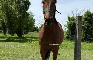 Gîte Ti Glas - La Cour Chevalier - Foto 24