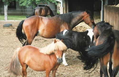 Ferienwohnung Kaim - Foto 21