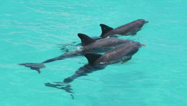 Admiring the dolphins