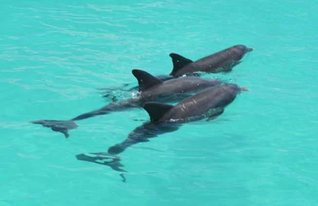 Avistamento de golfinhos em Key West - Foto 4