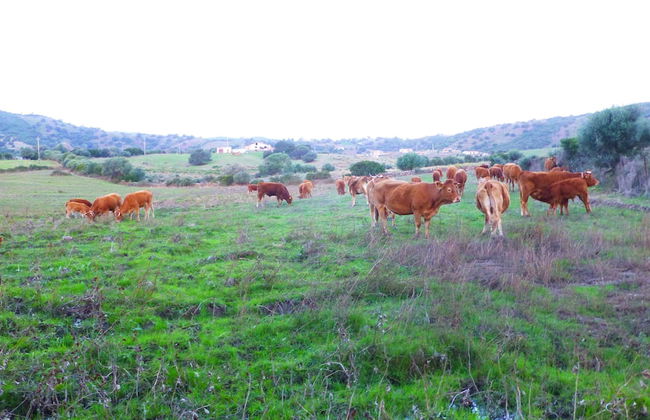 Comino Alto Agriturismo e Appartamenti - Photo 56