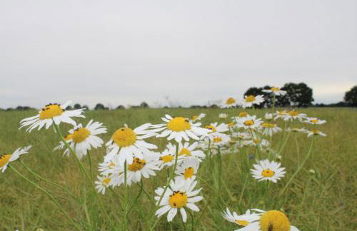 Ferienwohnung Fleur de Lys Urlaub auf Anfrage mit Hund - Foto 42