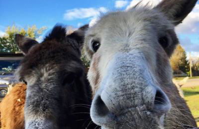 Beautiful Pilley Green Cottage - Foto 51