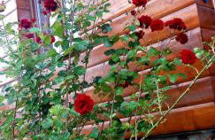 Domek SADKOWO - wśród jabłoni , balia ogrodowa dodatkowo płatna - Photo 28