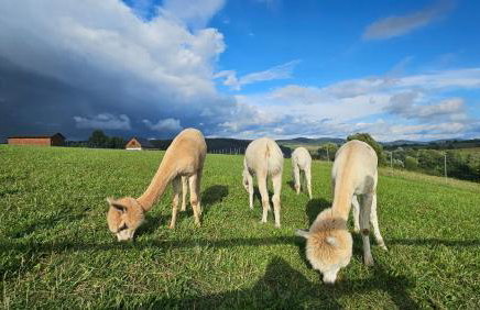 Pastelova Krova - domki w Bieszczadach - Foto 11