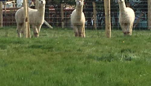 The Old Apple Shed cosy heated cottage in a meadow close to the charming village of Bethersden - Foto 3