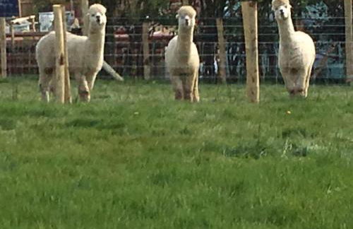 The Old Apple Shed cosy heated cottage in a meadow close to the charming village of Bethersden - Foto 3