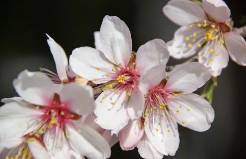 Cortijo El Álamo - Foto 22