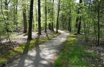 FeWo Grafschaft - Foto 36