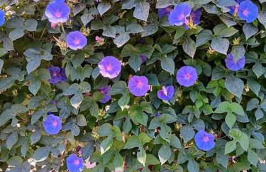 Le Mas Les Salamandres - Foto 20