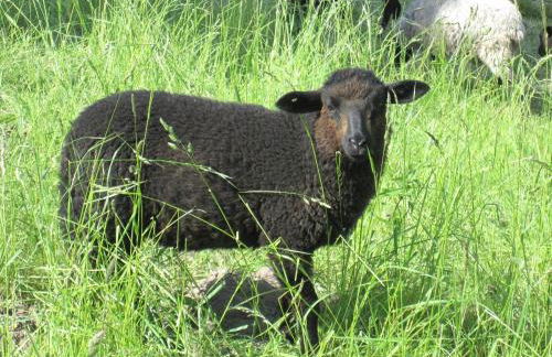 Appartement Meeresrauschen - Foto 49