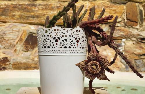 Os 5 Sentidos - Foto 13