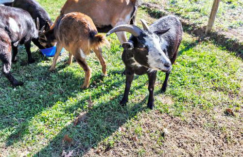 The Goat House Waterfront Hottub Stargazing - Foto 143