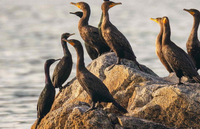 Avistamiento de aves en la Ciénaga Grande de Santa Marta - Foto 1