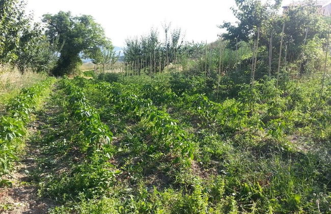 Agriturismo Eutopia - Foto 35