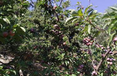 George Traditional Chalet - Foto 17