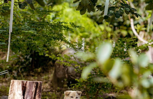 Du An Garden Retreat Forest - Photo 10