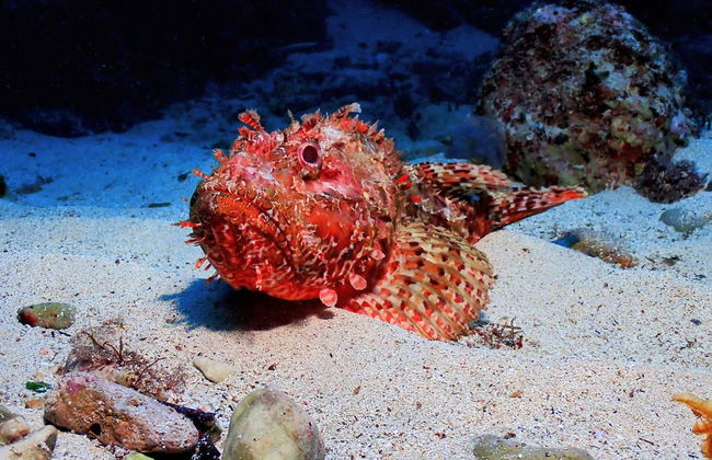 Bautismo de buceo en Puerto Addaya - Foto 15