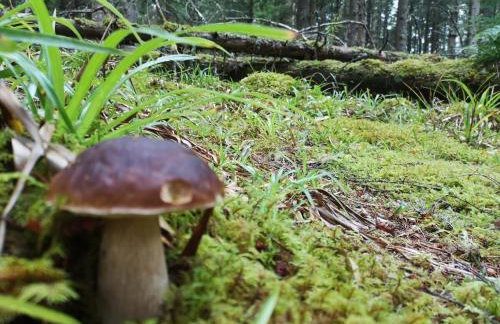 Mike's 3-bedroom Countryside Cottage - Foto 54